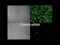 Download Lagu siRNA Transfection - Fuse It siRNA - beniag