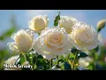 Download Lagu Aku menangis saat mendengar lagu ini. Nyanyikanlah 🌺Melodi jiwa 🌿Melodi terbaik dari Sergey Grisch