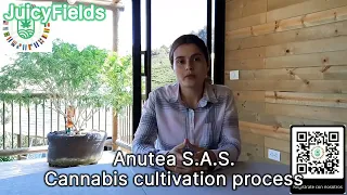 Download Anutea S.A.S. Proceso de cultivo del cannabis - JuicyFields MP3