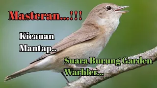Download MASTERAN... SUARA JERNIH TEMBAKAN BURUNG GARDEN WARBLER...... MP3