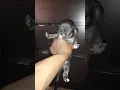 American Bully Puppies Sale in Allentown PA