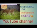 Download Lagu Wildlife | Episode 1: Tiger, Lion, Leopard \u0026 Jaguar -The Four Big Cats | free Documentary nature ll