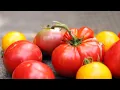 Download Lagu Waarom zelfgekweekte tomaten ZO VEEL BETER zijn