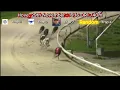 Results for Third AI Greyhound Selections Interesting Results