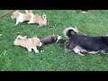 Pembroke Welsh Corgi Puppies For Sale