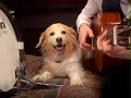 Download Lagu Anjing hebat main gitar♡♡