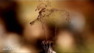 احب ان احبك شعر دكتور عبد الحميد محمود 