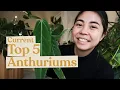 Top 5 Anthurium