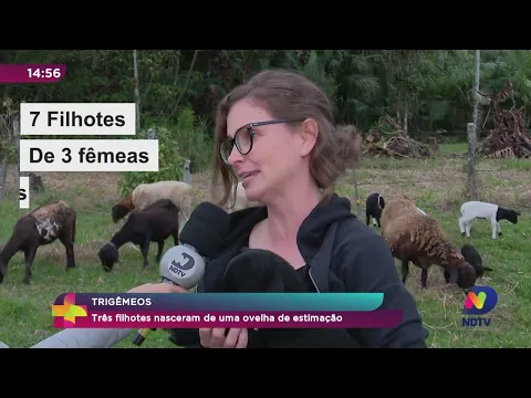 Ovelha dá à luz a trigêmeas em Pomerode