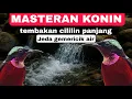 Download Lagu Masteran konin isian cililin panjang