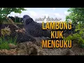 Download Lagu Suara Tekukur Gacor Lambung Kuk Menguku