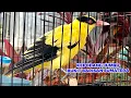 Download Lagu KONSLET TARUNG LANTANG BONGKAR ISIAN !!! KEPODANG EMAS JANTAN MEWAH GACOR MEMBUAT LAWAN IKUT EMOSI
