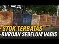 Download Lagu BURUAN SEBELUM HABIS ‼️ MURAI PROSPEK MATERI LOMBA CUMA 1 JUTAAN LEBIH DI JAKARTA