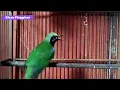 Download Lagu SUARA BURUNG CUCAK IJO MEDAN GACOR | CHKK