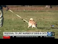 Proposal to limit number of dogs and cats in Hartford