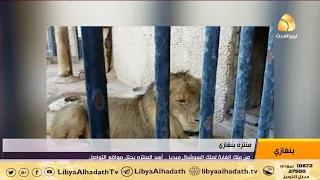 من ملك الغابة لملك السوشيال ميديا    أسد المنتزه يحتل مواقع التواصل دندنها
