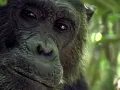 Animals Getting Drunk And High