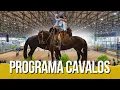 Download Lagu BOCAL DE OURO- 2025 Os melhores cavalos inéditos da raça crioula.