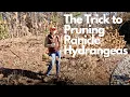 The Trick to Pruning Panicle Hydrangeas For Strong Stems Lots of Blooms Gardening with Creekside