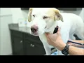 Welcoming Your Pets to Ocala Central Veterinary Care
