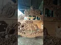 Download Lagu Rekomendasi Dipan Mahkota Raja Sultan - Dipan Tempat Tidur 160x200 Ukir Mewah Jepara Ranjang Kasur