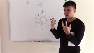 USMLE GIT 1 Embryology Anatomy and Gastrointestinal Ligaments