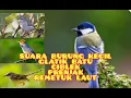 Download Lagu suara burung kecil gacor glatik batu,ciblek,prenjak,remetuk laut