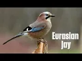 Download Lagu Panggilan Burung Eurasia Jay - Suara Menakjubkan dan Tiruan Elang!