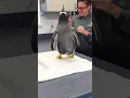 Download Lagu Meeting a Gentoo Penguin