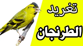 تغريد طائر الليكرا الطرنجان شريط عالي الجودة لصوت النعار البري الاوراسي  تغريد طائر الليكرا الطرنجان شريط عالي الجودة لصوت النعار البري الاوراسي