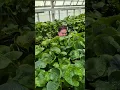 Download Lagu ECHTE Wasabi gekweekt in de VS?