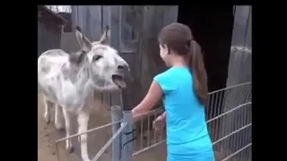 اضحك ع السيسي ياريتني كنت أنا    دندنها