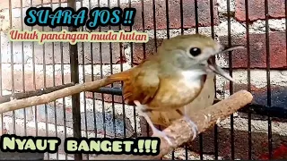 Download EDYAN MASS.!! NYAUT BGT UNTUK PANCINGAN SRDC LANGSUNG BUNYI, SUARA SRDC UNTUK MASTERAN JUGA BISA, MP3