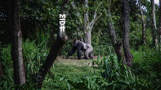 tswex malabola no forests in botswana