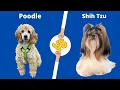 Poodle VS Shih Tzu Which Breed is Right for You