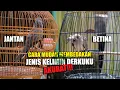 Download Lagu MEMBEDAKAN DERKUKU JANTAN DAN BETINA DENGAN MUDAH
