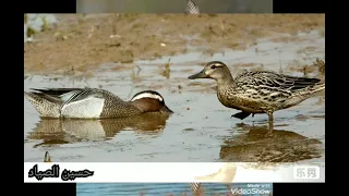 اصوات بط بلبول صيفي 