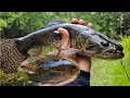 Download Lagu Vissen in junglekreek en moeras - Suriname