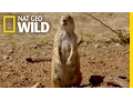 Download Lagu The Prairie Dog Life | Destination WILD