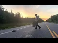 How to Help a Snapping Turtle Cross the Road in Algonquin Park