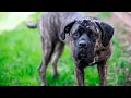 SPEAK Ep47 The Spanish Bulldog Alano Espanol