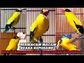 Download Lagu BERAGAM SUARA KEPODANG COCOK BUAT PANCINGAN DAN MASTERAN BURUNG KEPODANG JANTAN DAN KEPODANG BETINA