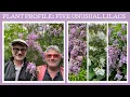 Download Lagu Plantenprofiel: vijf bijzondere seringen!