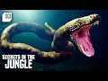 Unearthed Vertebrae of a 58 Million-Year-Old Mega Snake Secrets in the Jungle Science Channel
