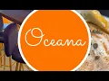 Oceana - Palm Desert