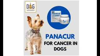 Panacur for Cancer in Dogs Dr Nancy Reese Q A
