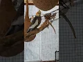 Download Lagu Master Cage ke Pas Bandar aya | Daily Pet Vlogs #cockatiel #parrot #birds