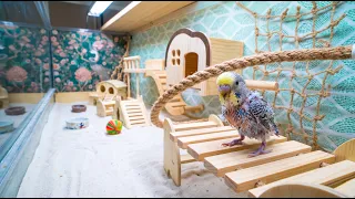 I Made a DIY Walkavarium Bird Walking Habitat