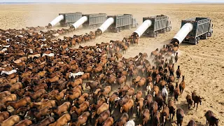 China Released Horses Into a Desert With No Grass - What Happened Next Shocked Scientists