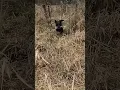 Download Lagu Bella retrieving in tall grass